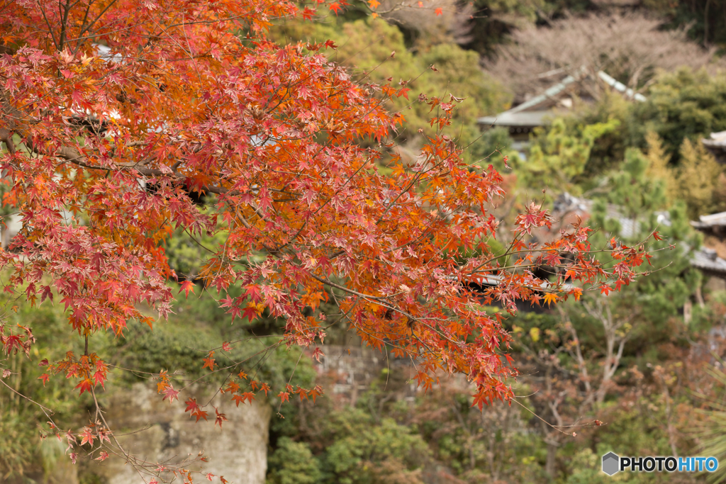 鎌倉紅葉散策@2018 円覚寺-3