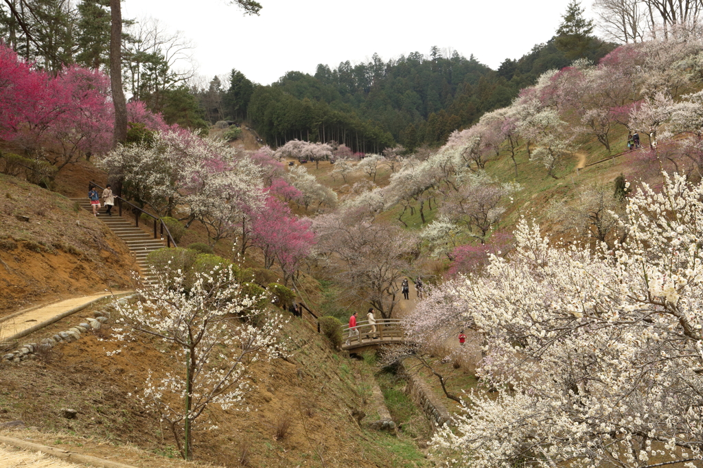 吉野梅郷　青梅市梅の公園 10