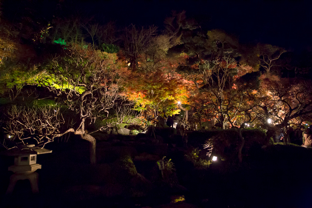 鎌倉長谷寺　紅葉ライトアップ15