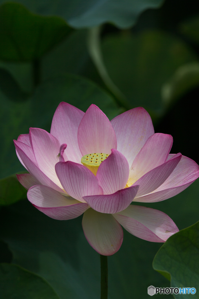 夏の華