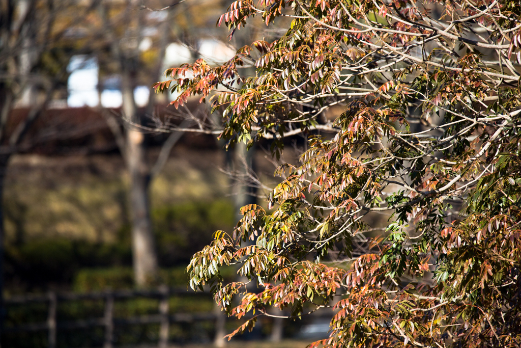 SP 150-600mm F/5-6.3 Di VC USD試写8