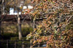 SP 150-600mm F/5-6.3 Di VC USD試写8