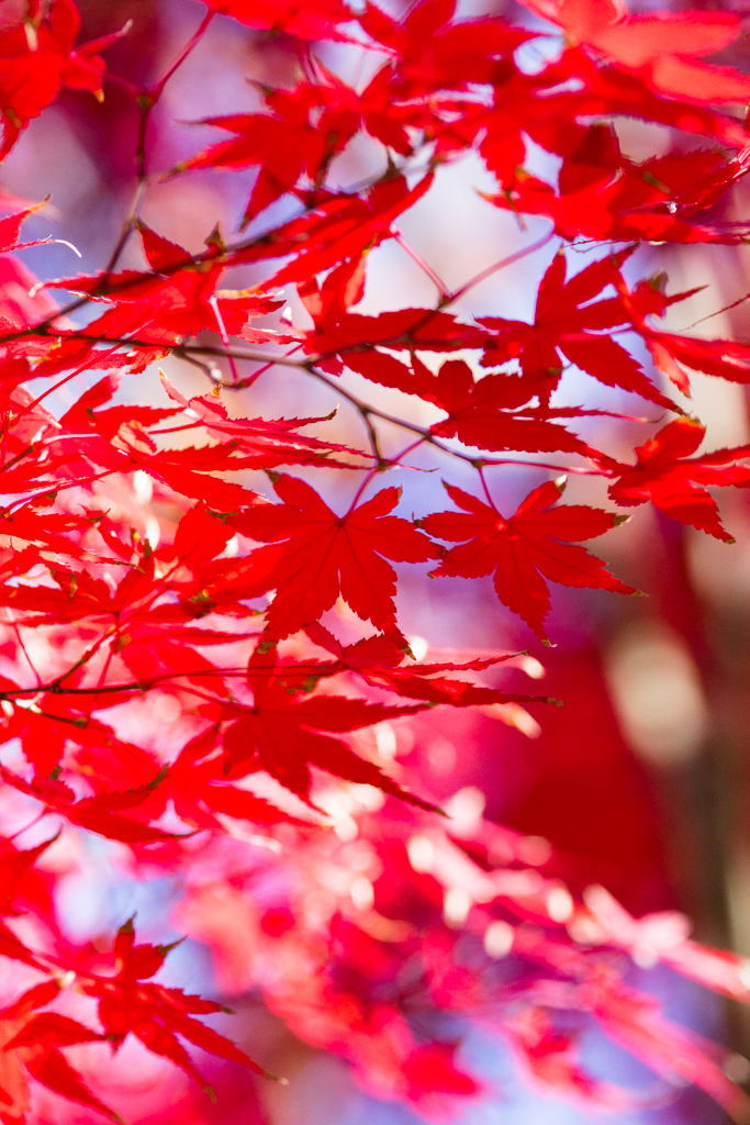 空のキャンバス　紅く染め5