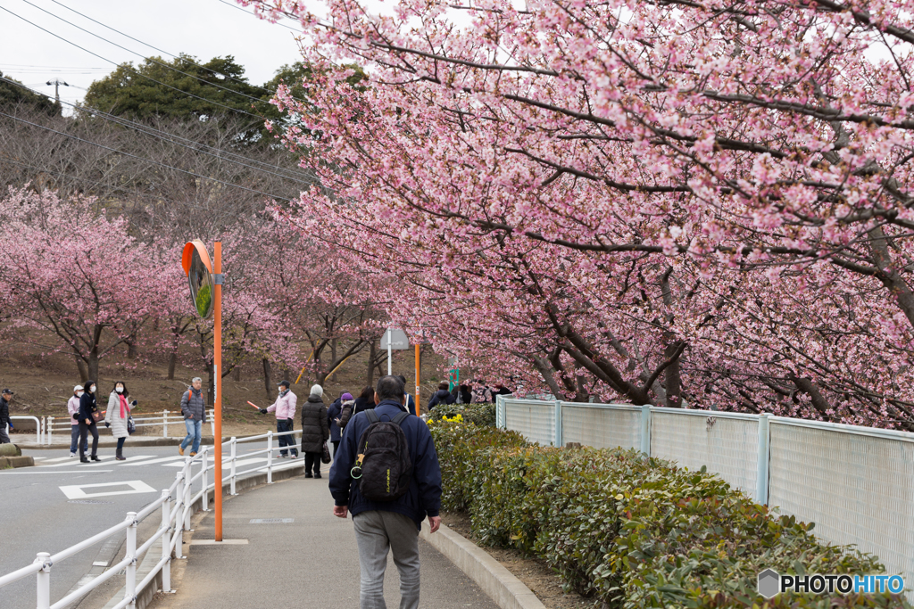 桜並木を歩く