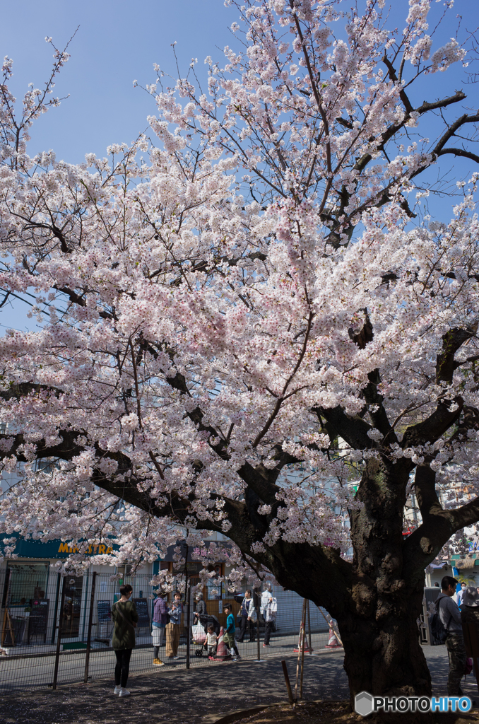 弘明寺桜探訪 by さんちゃんG6V （ID：7681944） - 写真共有サイト:PHOTOHITO