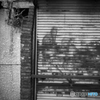 Yokosuka Street Snap #11