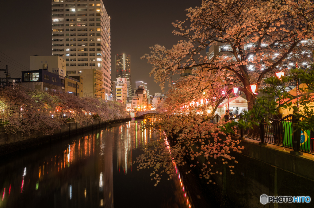 大岡川夜桜探訪 #2
