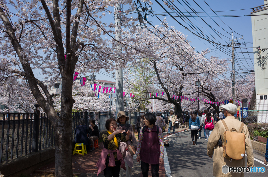 大岡川桜探訪 #3