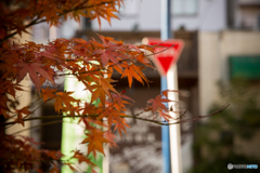 商店街の彩り