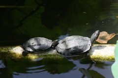 甲羅干し