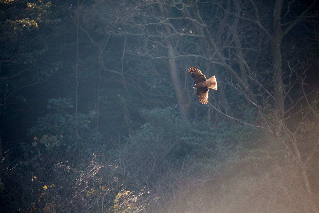 SP 150-600mm F/5-6.3 Di VC USD試写11