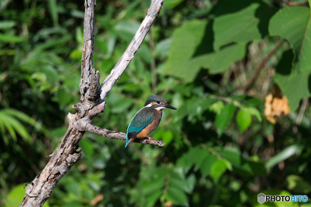 Kingfisher Snap #17