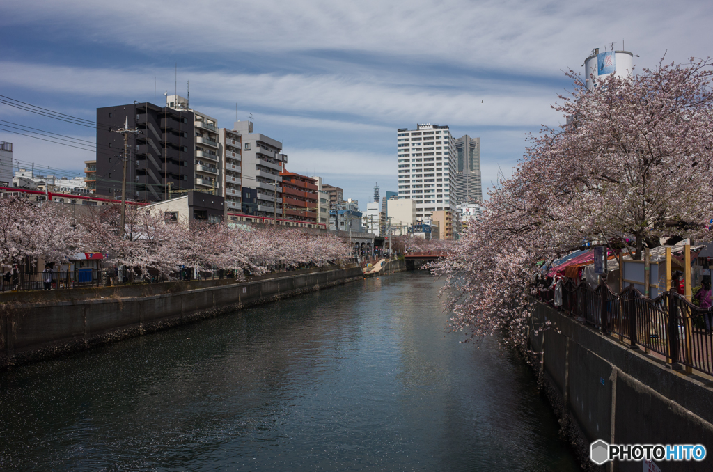 2019.4.5大岡川プロムナード開花情報③