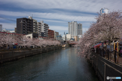 2019.4.5大岡川プロムナード開花情報③