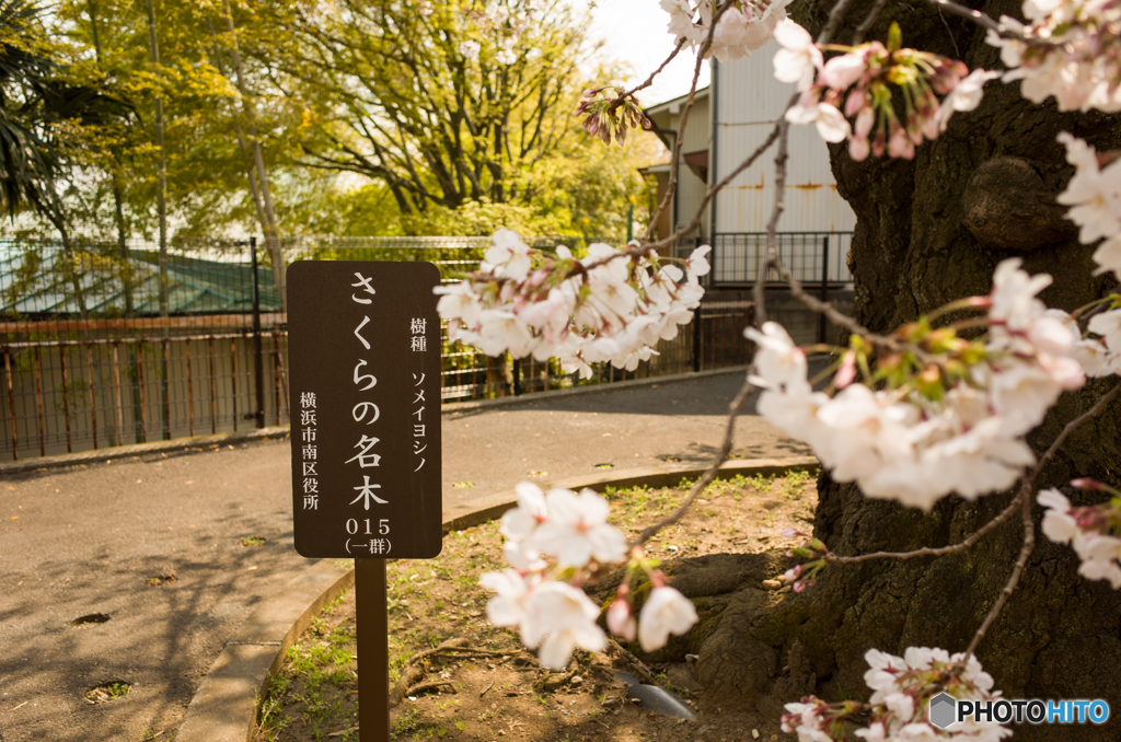 2019.3.28弘明寺開花状況①
