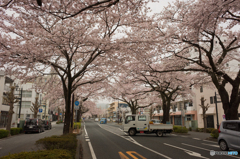平和通り桜並木①