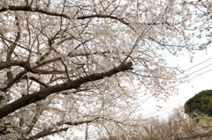 ご近所桜散策