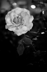 La Vie en rose 2