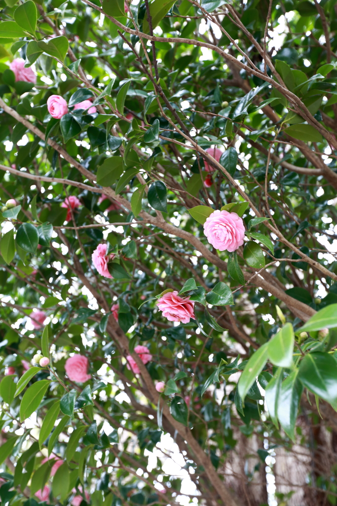 ご近所桜散策6