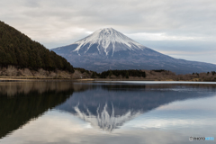 富士山を求めて@田貫湖#4