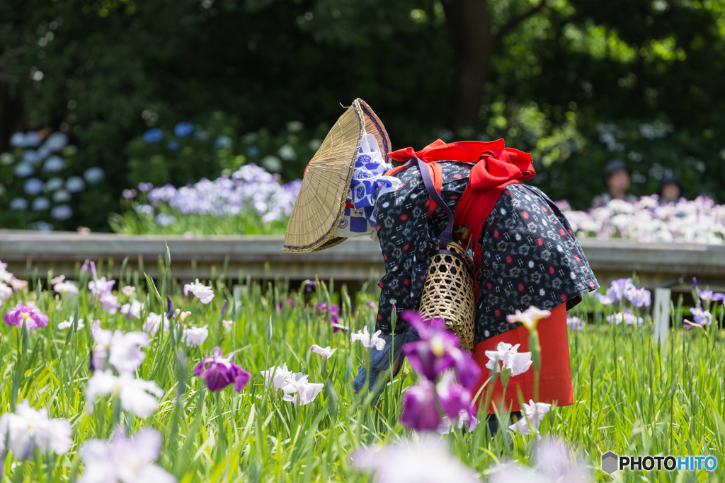 ”ショウブ” girl's #1