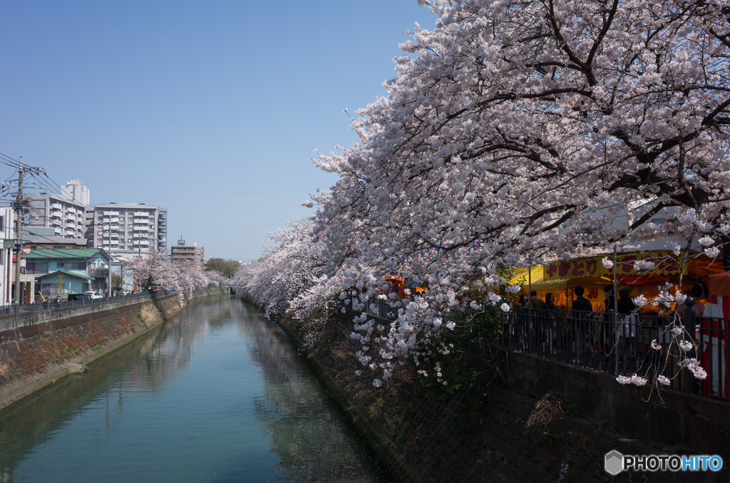 大岡川桜探訪 #9