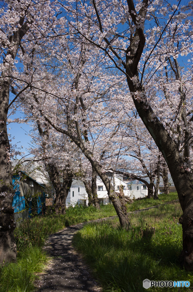 2019年4月4日ご近所桜開花情報