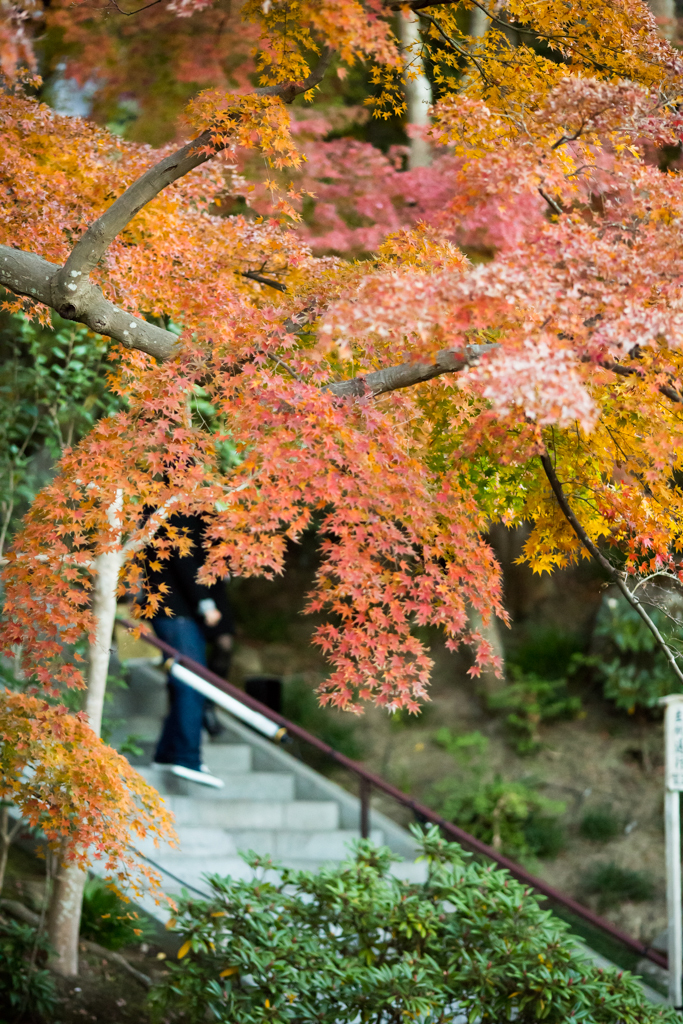 鎌倉長谷寺散策7