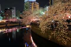 2014大岡川お花見散歩 22