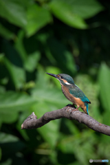 Kingfisher Snap #7