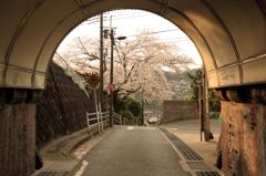 ご近所桜散策9