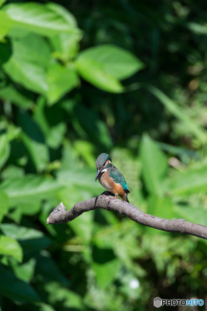 Kingfisher Snap #10