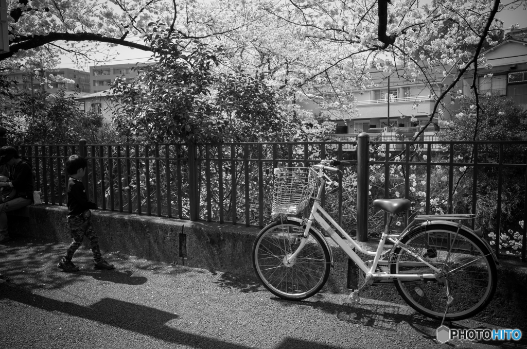 大岡川桜探訪 #14