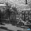 大岡川桜探訪 #14