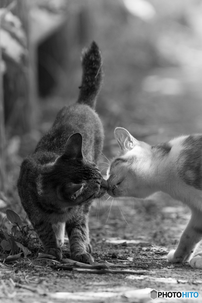 chu♪