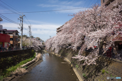 2019.4.5大岡川プロムナード開花情報⑭