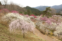 吉野梅郷　青梅市梅の公園 7