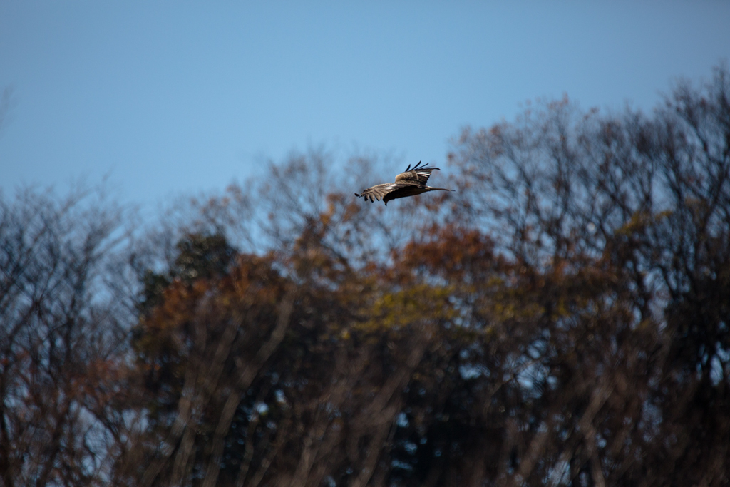 SP 150-600mm F/5-6.3 Di VC USD試写12