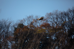 SP 150-600mm F/5-6.3 Di VC USD試写12