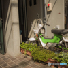 Motomachi Snap #25
