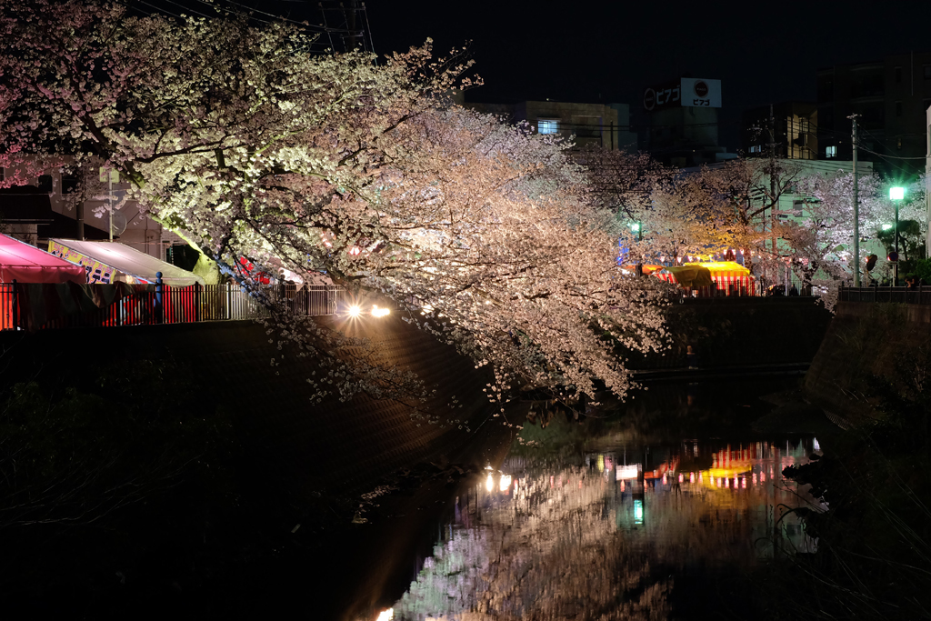 2014大岡川お花見散歩 17