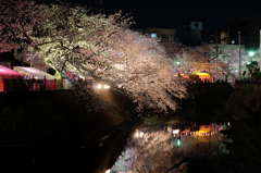 2014大岡川お花見散歩 17