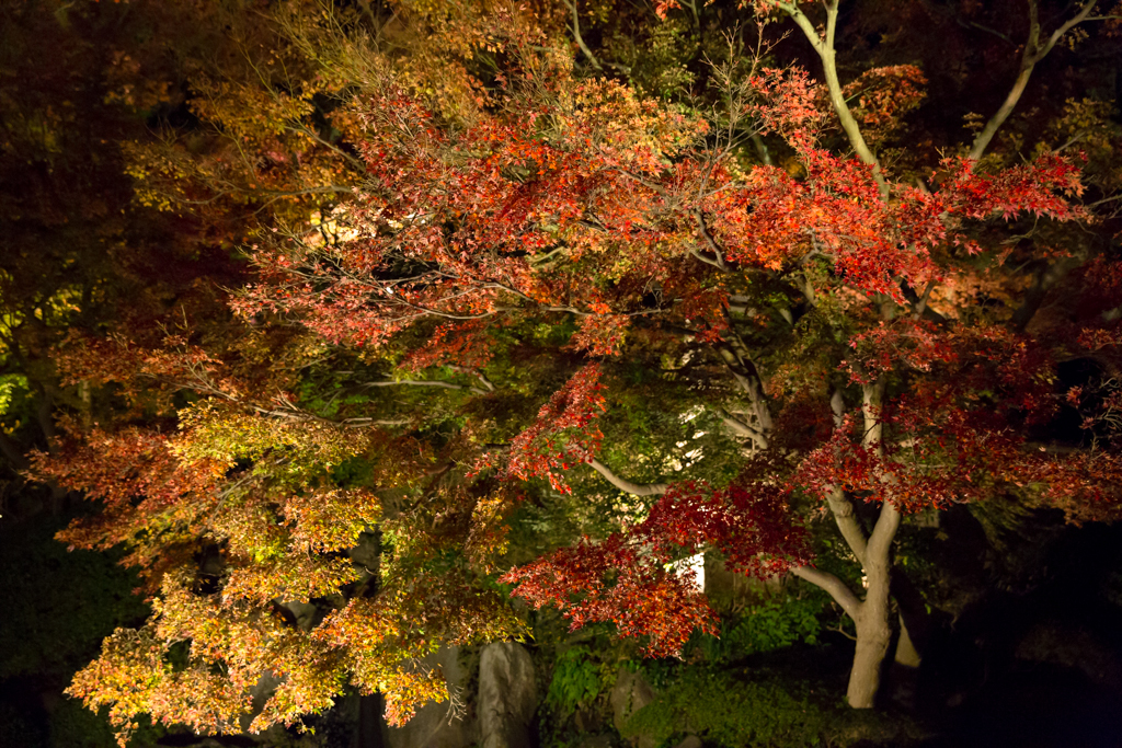 鎌倉長谷寺　紅葉ライトアップ14