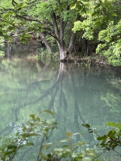 新緑の堤