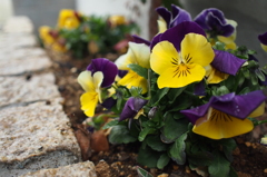 庭先の花