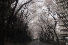 桜のトンネル