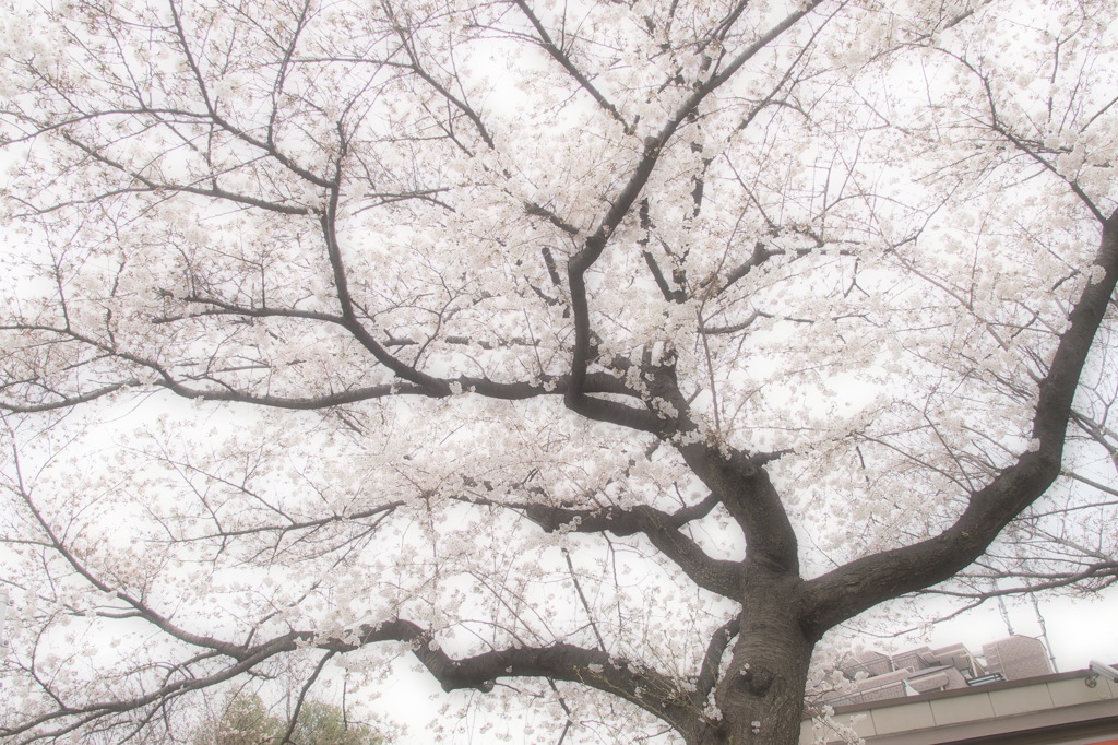 ほんのり