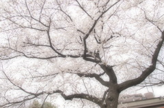 ほんのり