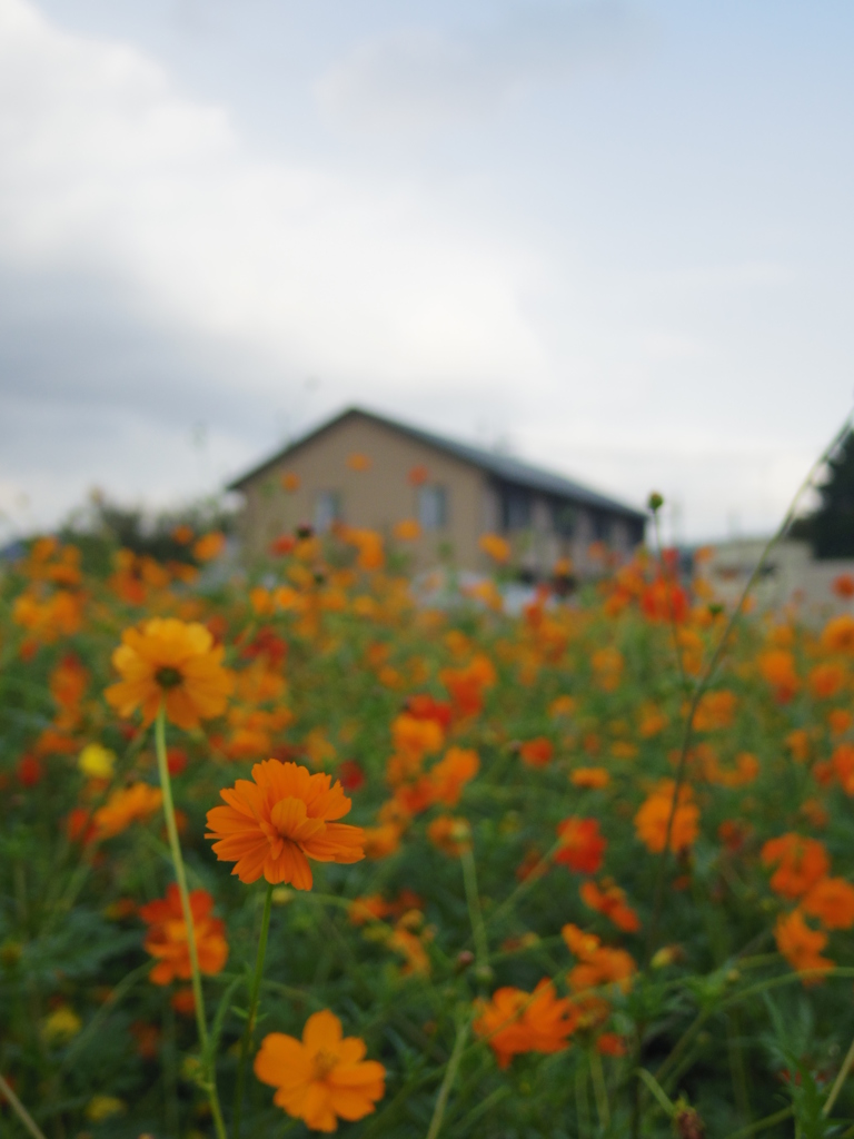 花畑に行ってきたよ