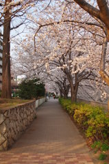 桜のトンネル-２